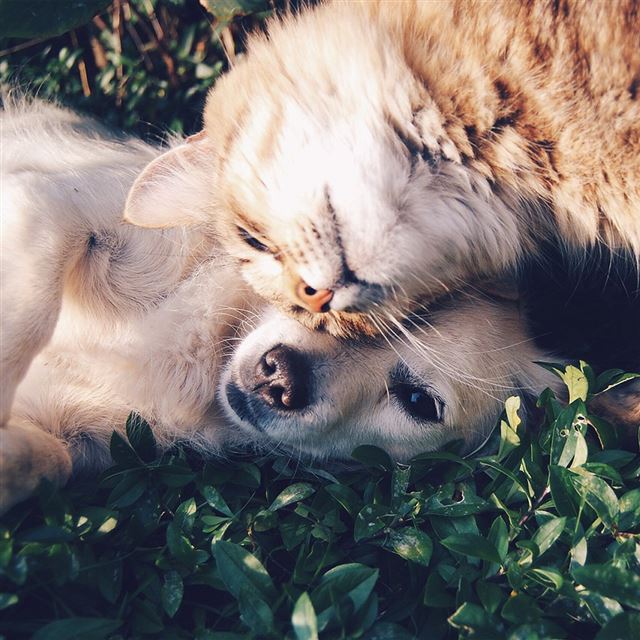 1024x1024 Cat And Dog Animal Love Nature Pure - cyan iPad Wallpaper