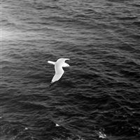 Seagull Bird Sea Ocean Animal Nature Dark wallpaper