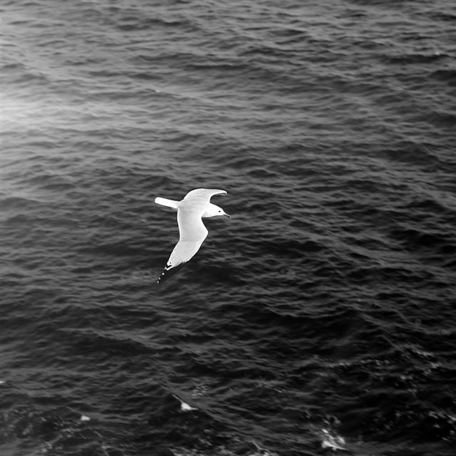 1024x1024 Seagull Bird Sea Ocean Animal Nature Dark - ocean iPad Wallpaper