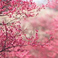 Pink Blossom Nature Flower Spring wallpaper