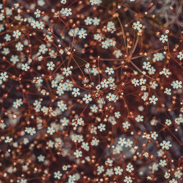 1024x1024 Flowers Blooming Branches - flower iPad Wallpaper