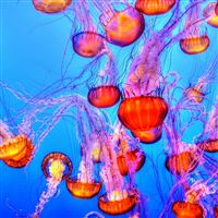 Jellyfish Underwater Swimming wallpaper
