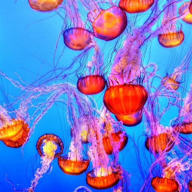 1024x1024 Jellyfish Underwater Swimming - swimming iPad Wallpaper