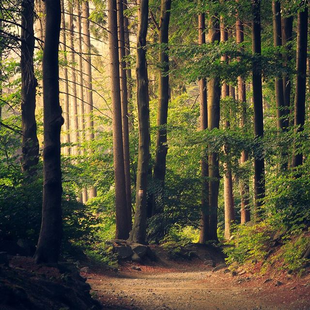 1024x1024 Nature Wood Forest Sunshine Mountain - shadow iPad Wallpaper