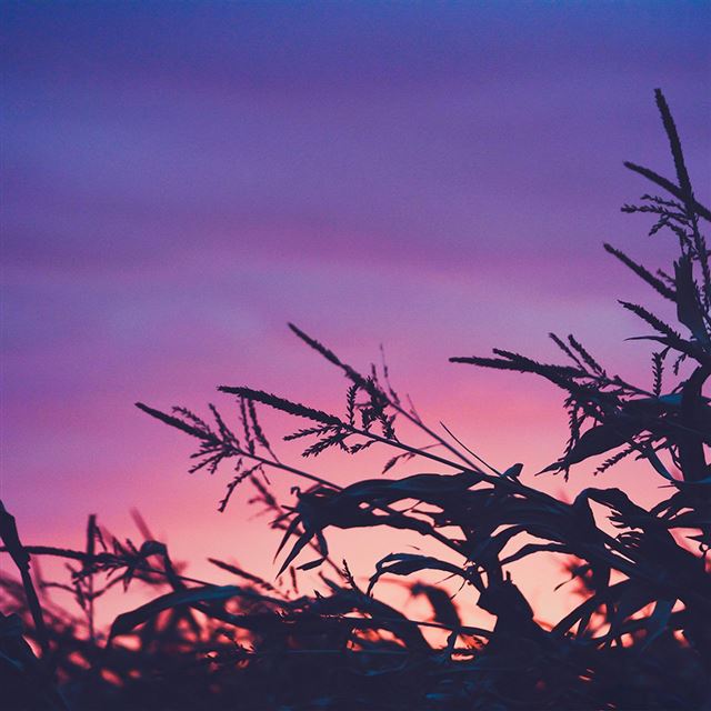 1024x1024 Sunset Field Forest Grass Flower Beautiful - plant iPad Wallpaper