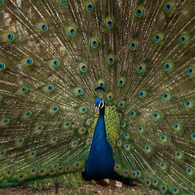 1024x1024 Peacock Animal Beautiful Nature - animal iPad Wallpaper