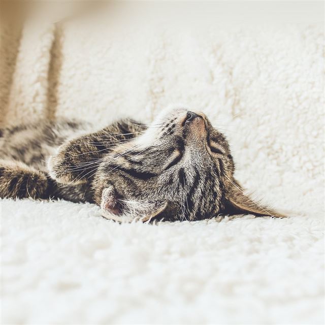 1024x1024 Animal Cute Pet Kitten Nap Sleep - pet iPad Wallpaper