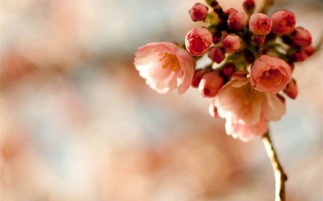 1024x1024 Cherry Blossom Branch - blurry iPad Wallpaper
