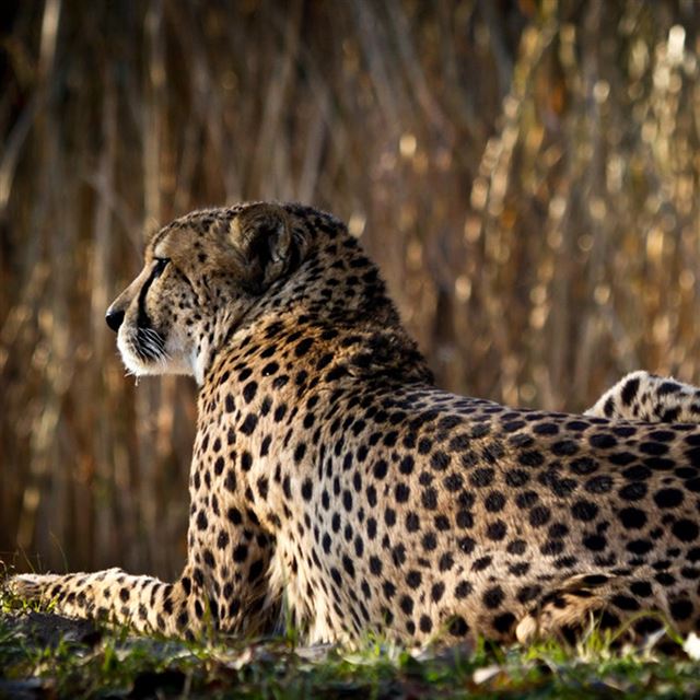 1024x1024 Wild Rest Leopard Nature - orange iPad Wallpaper