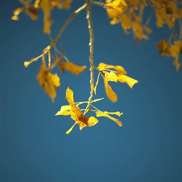 1024x1024 Rise Up Sunny Bright Pure Fall Yellow Leaf - clear iPad Wallpaper
