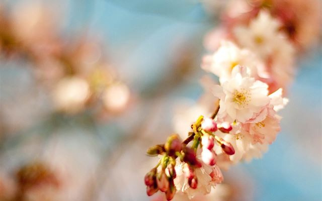 1024x1024 Springtime Bloomy Blurry -  iPad Wallpaper