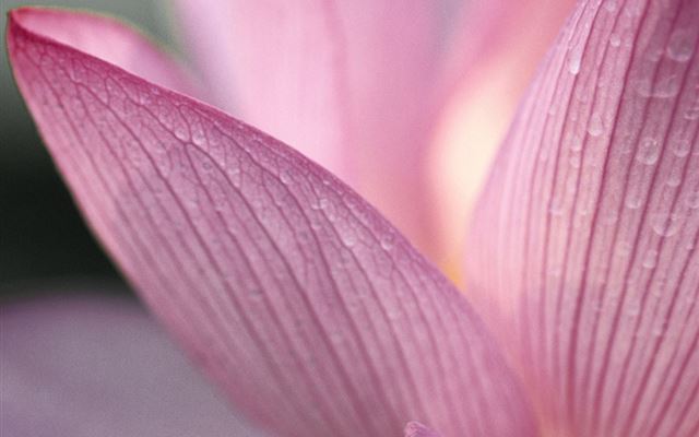 1024x1024 Lotus Flower Pure Close up - lotus iPad Wallpaper