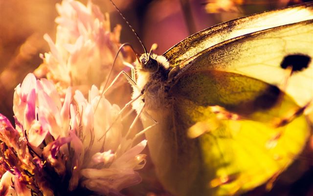 1024x1024 Sunset Butterfly Bloomy Flower - butterfly iPad Wallpaper