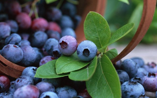 1024x1024 Blueberries Fruit - basket iPad Wallpaper