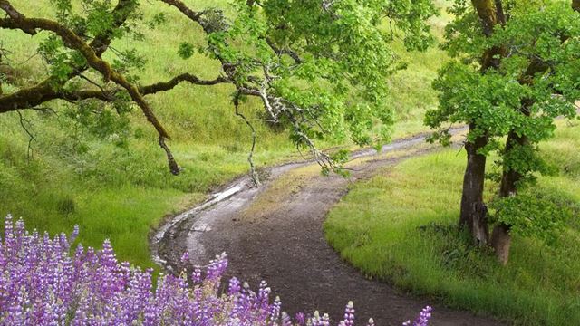 1024x1024 Natural Scenery Road - tree iPad Wallpaper