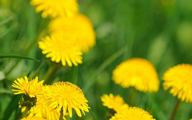 1024x1024 Bright Dandelion Flower Field Bokeh - plant iPad Wallpaper
