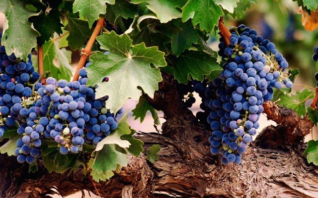 1024x1024 Nature Grape Fruit Shed - plant iPad Wallpaper