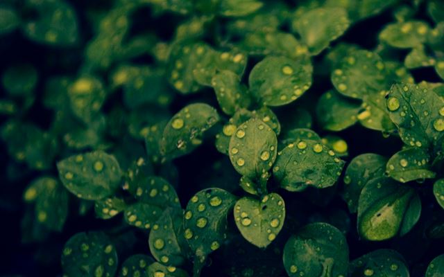 1024x1024 Breath Of Life Dew Wet Leafy Branch - plant iPad Wallpaper