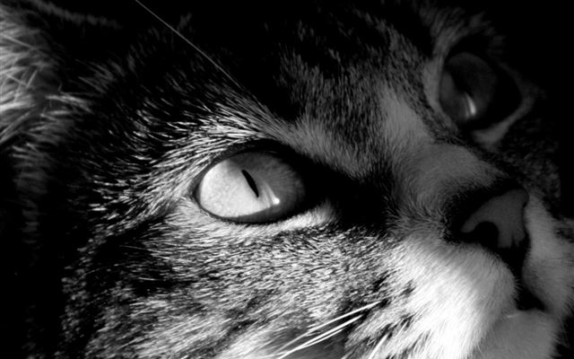 1024x1024 Dark Looking Cat Anima Head Macro - head iPad Wallpaper