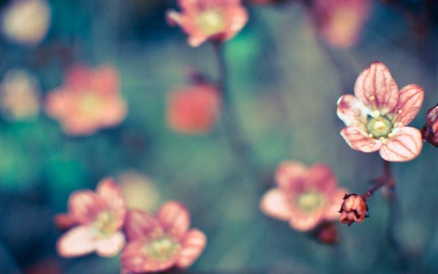1024x1024 Pure Little Flower Bloomy Field Blurry - bokeh iPad Wallpaper