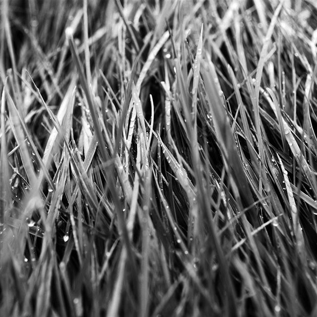 1024x1024 After Rain Bw Dark Lawn Flower Nature Love - lawn iPad Wallpaper
