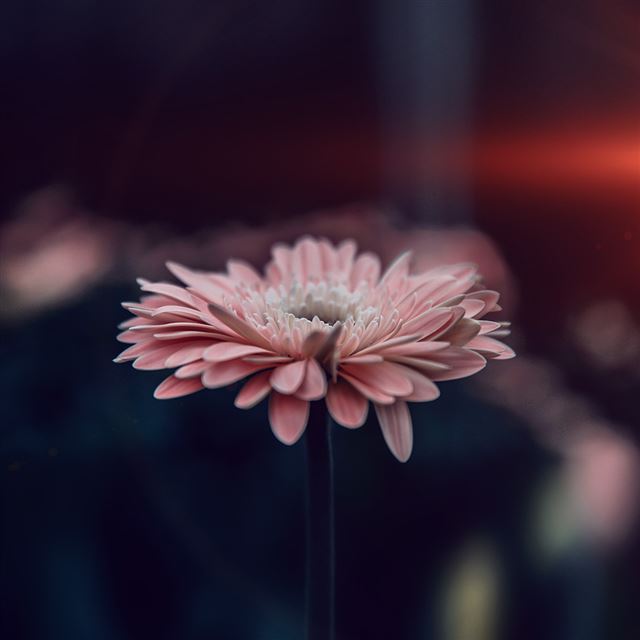 1024x1024 Flower Blue Calm Nature Bokeh - macro iPad Wallpaper