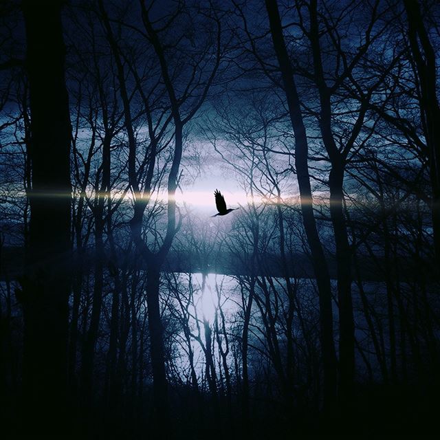 1024x1024 Wood Night Dark Nature Bird Fly Lake - fly iPad Wallpaper