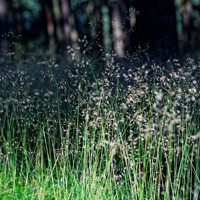 1024x1024 Flower Dark Green Nature Bokeh - green iPad Wallpaper