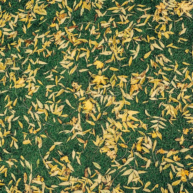 1024x1024 Leaf Lawn Nature Green Pattern - green iPad Wallpaper