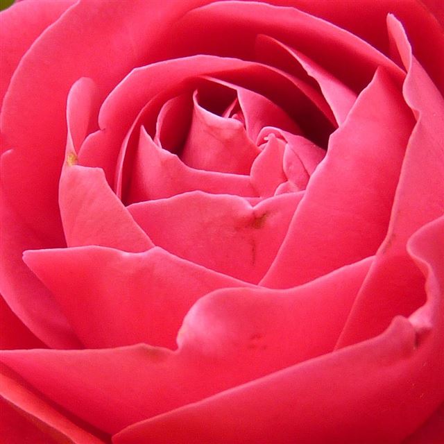 1024x1024 Rose Red Nature Flower - close up iPad Wallpaper