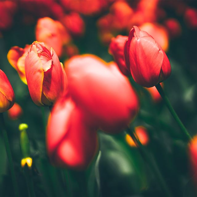1024x1024 Tulips Red Flower Nature Spring - plant iPad Wallpaper