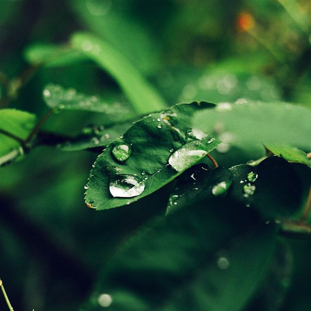 1024x1024 Leaf Rain Green Nature Forest Blue - cyan iPad Wallpaper