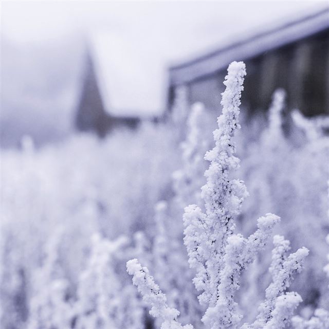 1024x1024 Snow White Winter Flower Blue - bokeh iPad Wallpaper