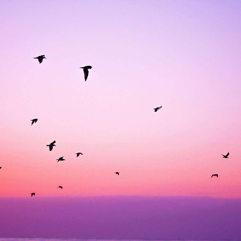 Sky Bird Pink Red Sunset Nature Ipad Wallpapers Free Download