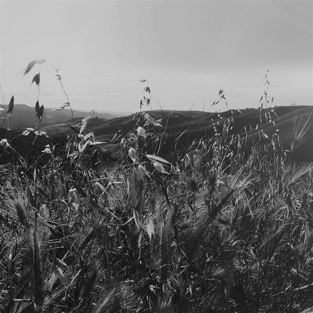 1024x1024 Sunny Summer Day Green Grass Nature Mountain Bw Dark - green iPad Wallpaper