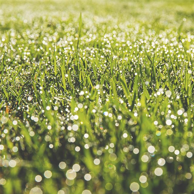 1024x1024 Lawn Green Spring Bokeh Light - green iPad Wallpaper