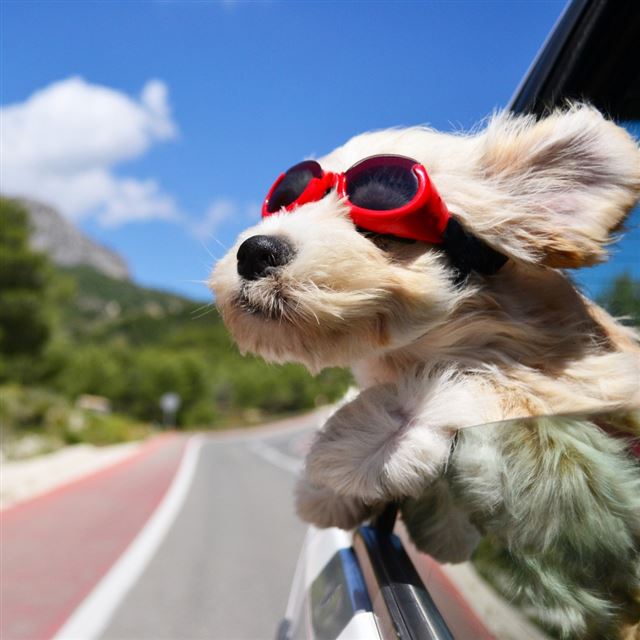1024x1024 Dog Face Wind Glasses - pet iPad Wallpaper
