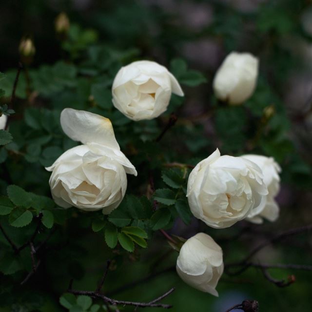 1024x1024 Nature White Flowers Twig Branch - green iPad Wallpaper