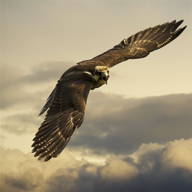 1024x1024 Eagle Flight Sky Wings Clouds - flight iPad Wallpaper