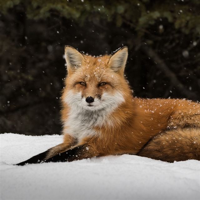 1024x1024 Fox Snow Lie Predator - orange iPad Wallpaper