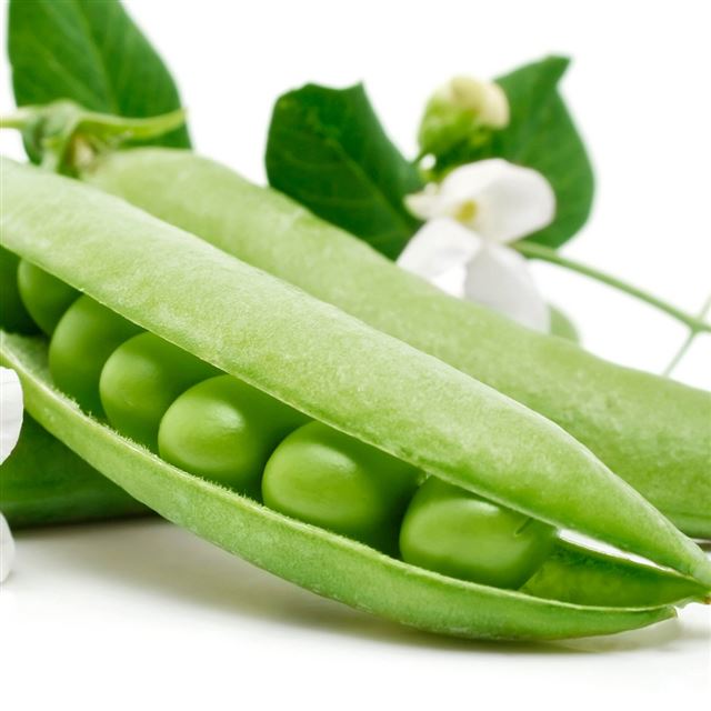 1024x1024 Peas Beans White Background - green iPad Wallpaper
