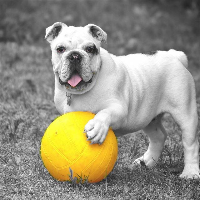 1024x1024 Dog Bulldog Ball Grass Bw - yellow iPad Wallpaper