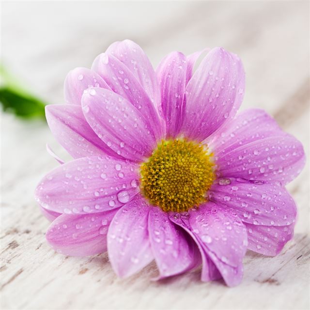 1024x1024 Water Petals Drops Table Flower - yellow iPad Wallpaper
