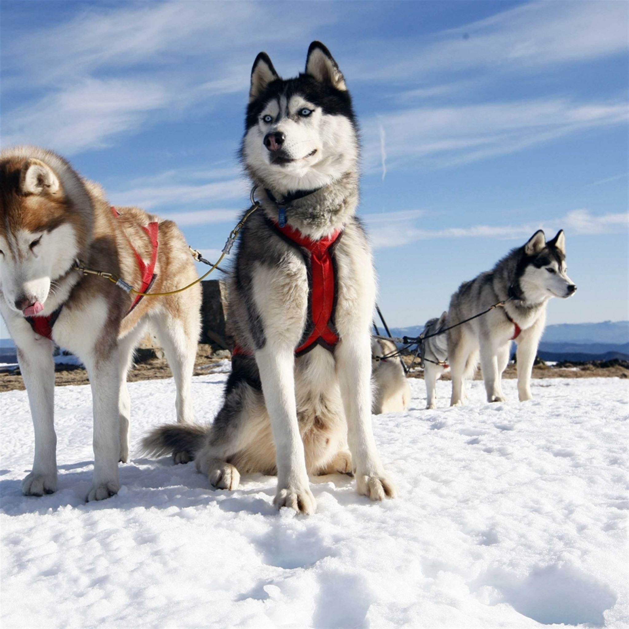 Husky Couple Dogs Snow Alaska iPad wallpaper. 