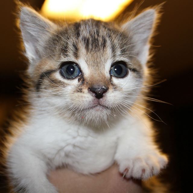 1024x1024 Kitten Face Hand Look - yellow iPad Wallpaper
