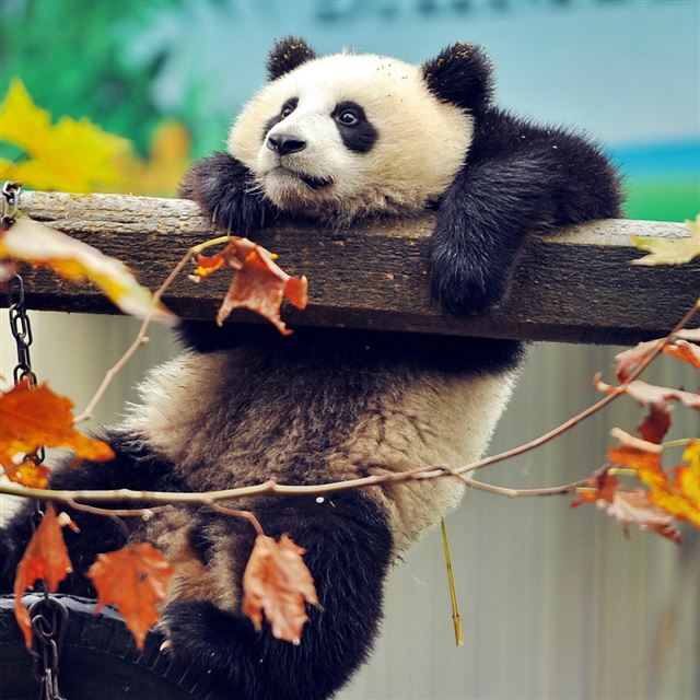 1024x1024 Panda Bear Branch Tree - green iPad Wallpaper