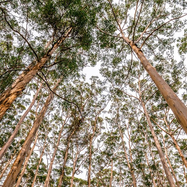 1024x1024 Wood Mountain Green Summer Nature - green iPad Wallpaper