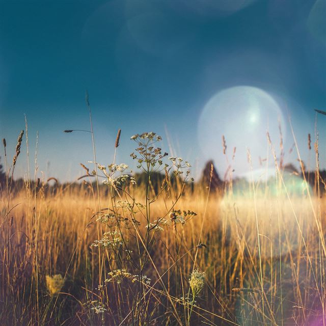 1024x1024 Fall Field Nature Flower Reed Sunny Flare - orange iPad Wallpaper