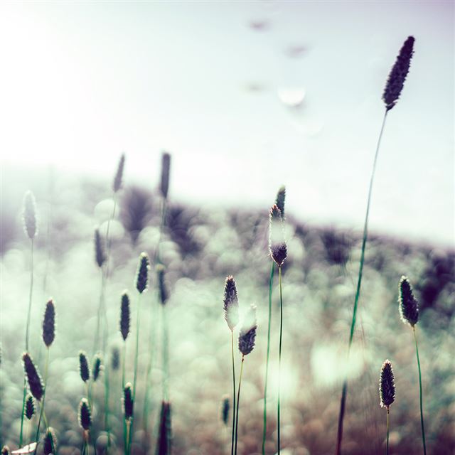 1024x1024 Flower Bokeh Spring Sunlight Nature Fantastic - green iPad Wallpaper