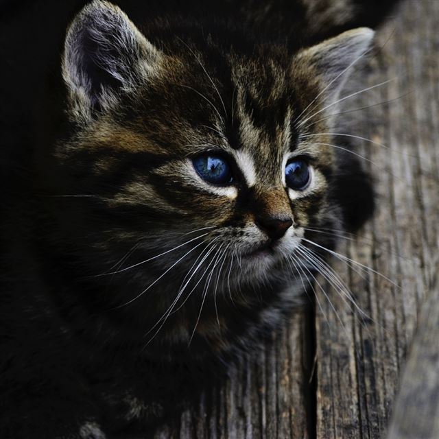 1024x1024 Kitten Muzzle Fluffy View - view iPad Wallpaper